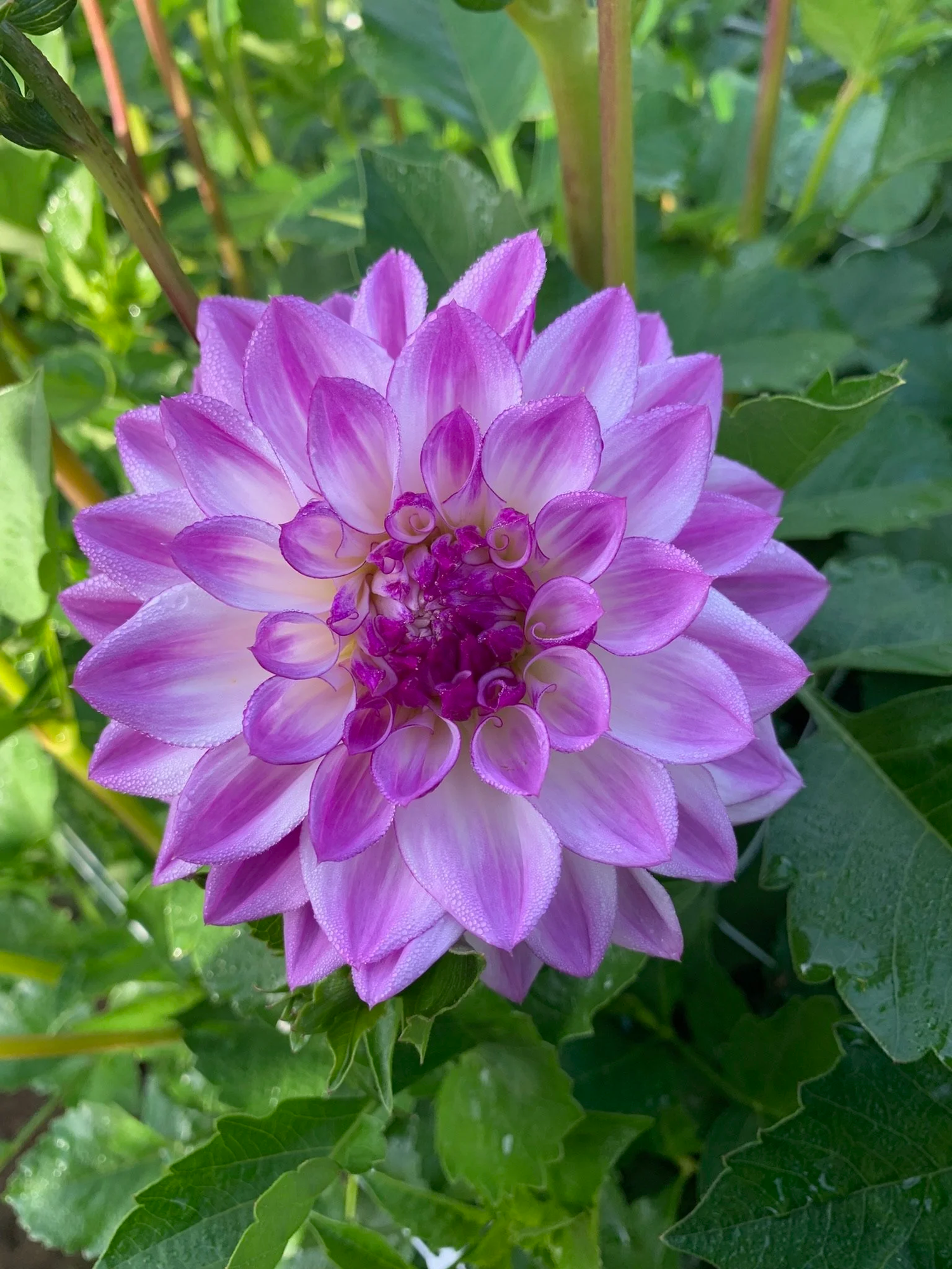 Jowey Luna *NEW* — FIVEFORK FARMS